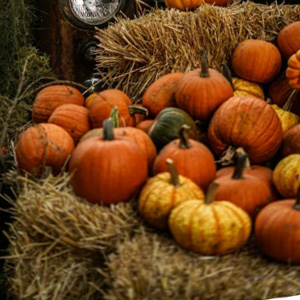 Pre-picked pumpkins ready for sale